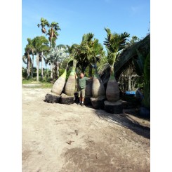 Bottle Palm 10' Overall Height